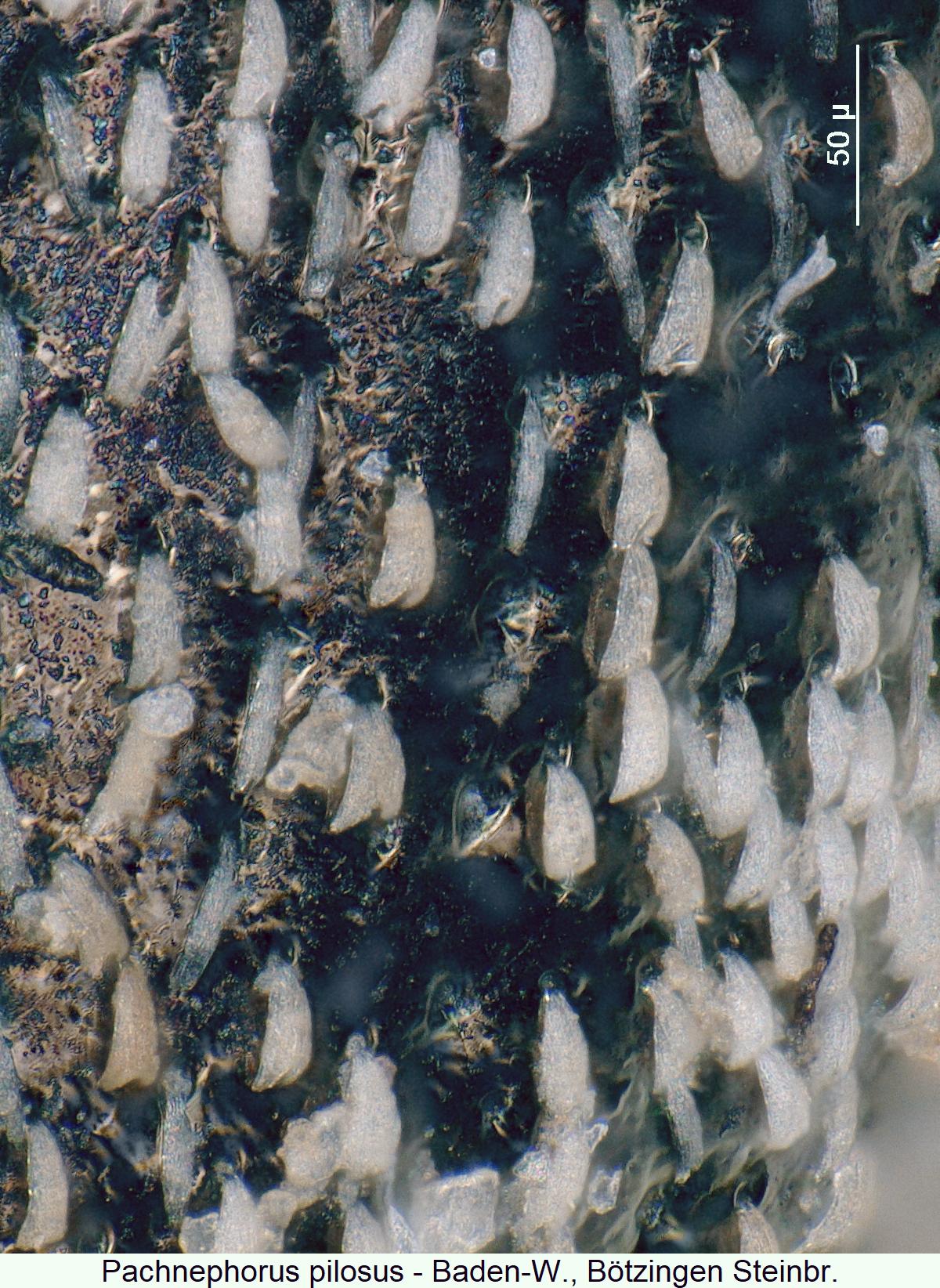 PACHNEPHORUS PILOSUS