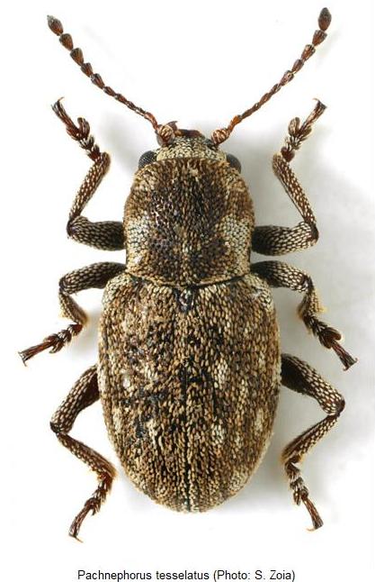 PACHNEPHORUS TESSELATUS