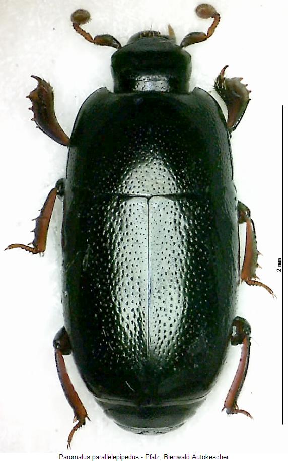 PAROMALUS PARALLELEPIPEDUS
