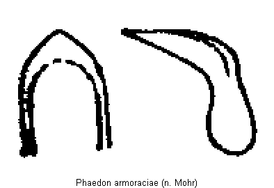 PHAEDON ARMORACIAE