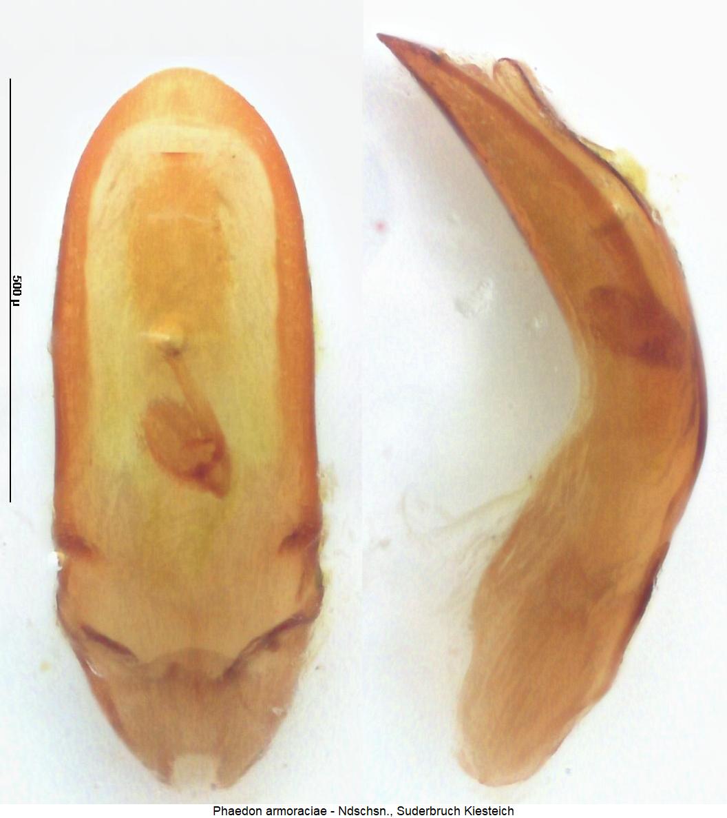 PHAEDON ARMORACIAE