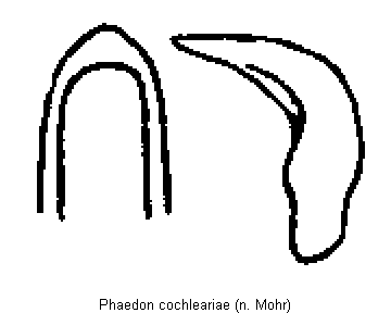 PHAEDON COCHLEARIAE