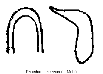 PHAEDON CONCINNUS