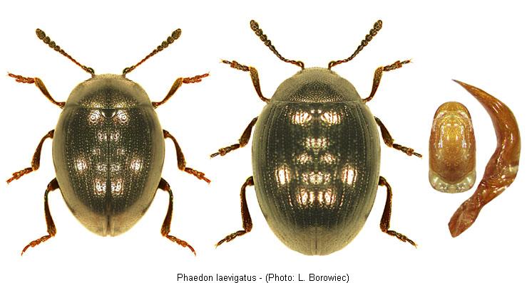 PHAEDON LAEVIGATUS