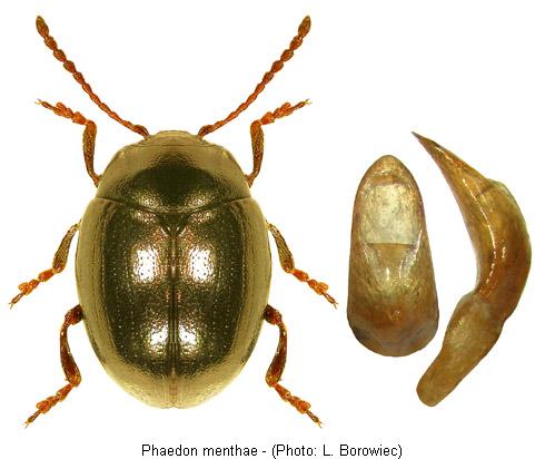 PHAEDON MENTHAE