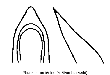 PHAEDON TUMIDULUS