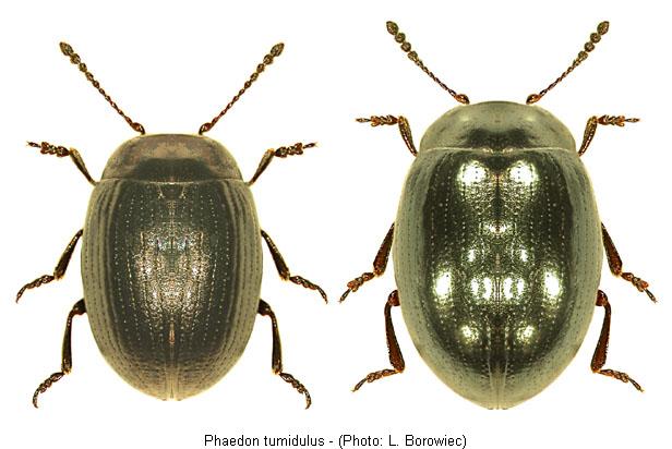 PHAEDON TUMIDULUS