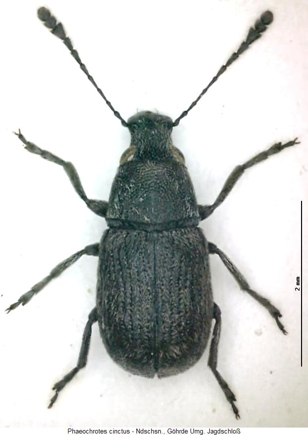 PHAEOCHROTES CINCTUS