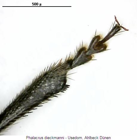 PHALACRUS DIECKMANNI