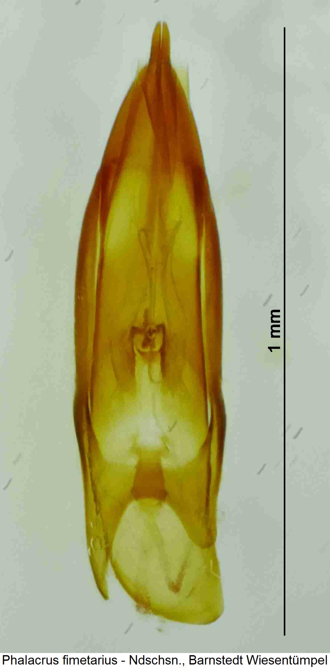 PHALACRUS FIMETARIUS