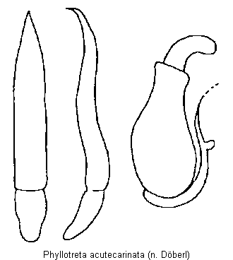 PHYLLOTRETA ACUTECARINATA