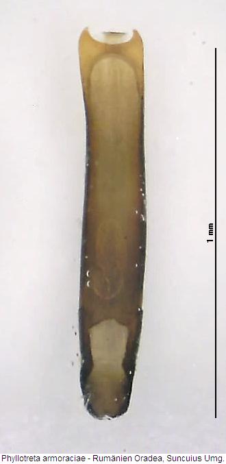 PHYLLOTRETA ARMORACIAE