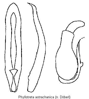 PHYLLOTRETA ASTRACHANICA