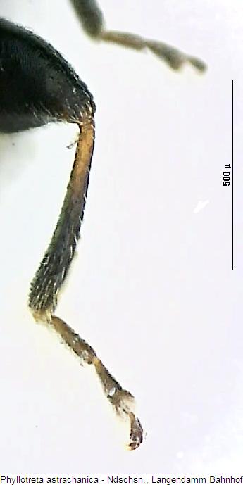 PHYLLOTRETA ASTRACHANICA