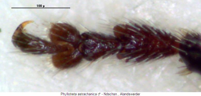 PHYLLOTRETA ASTRACHANICA