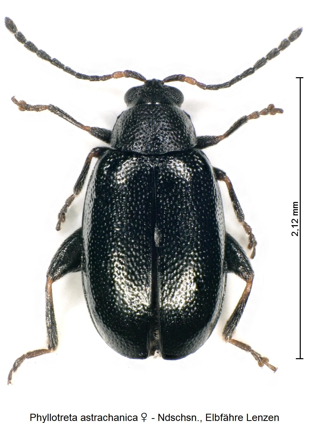 PHYLLOTRETA ASTRACHANICA