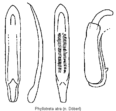 PHYLLOTRETA ATRA