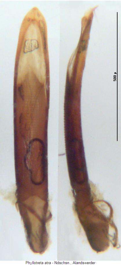 PHYLLOTRETA ATRA