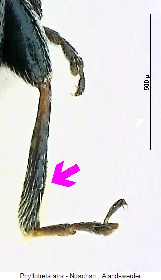 PHYLLOTRETA ATRA