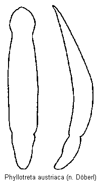 PHYLLOTRETA AUSTRIACA