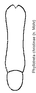 PHYLLOTRETA CHRISTINAE