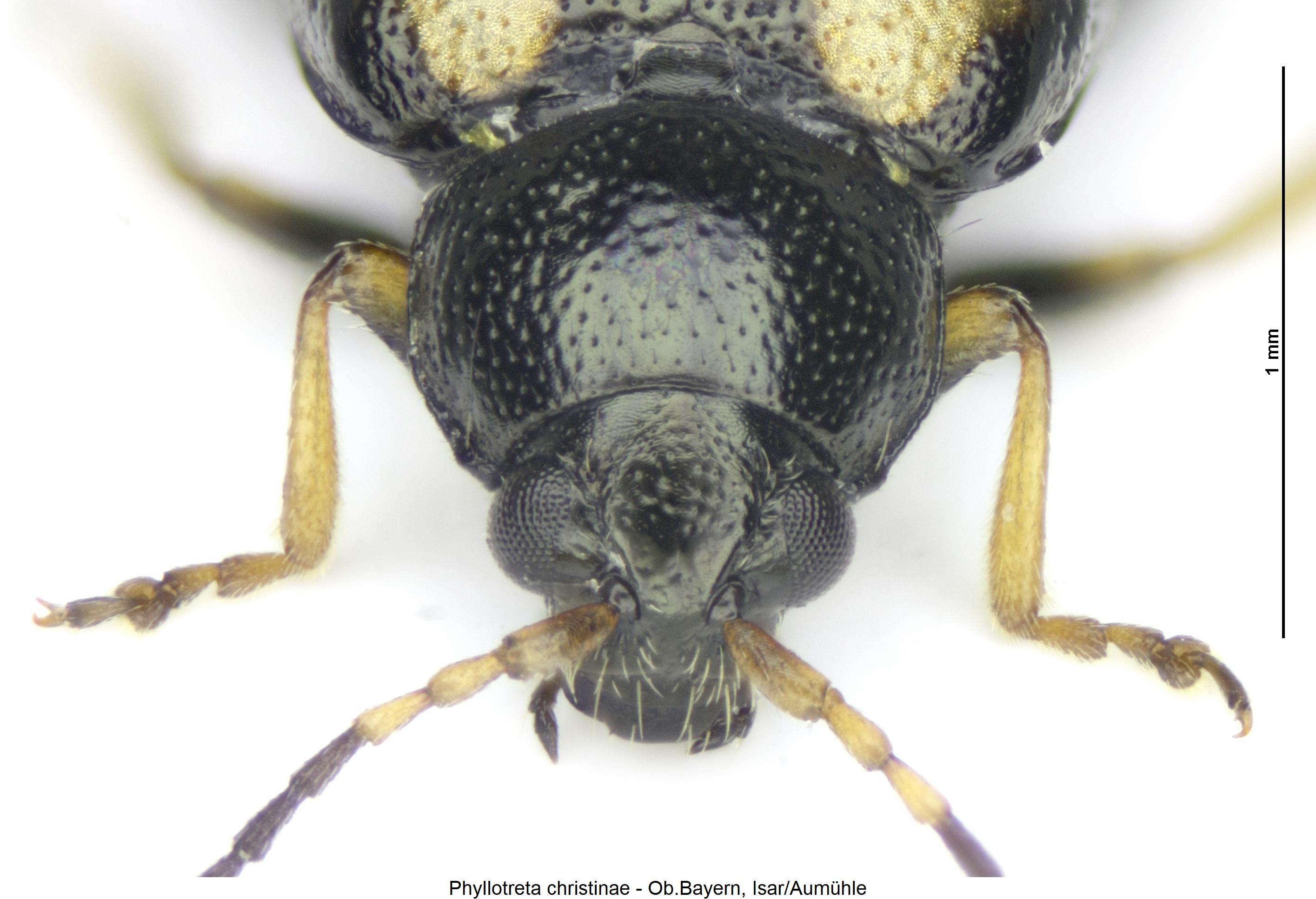 PHYLLOTRETA CHRISTINAE
