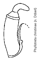 PHYLLOTRETA CHRISTINAE
