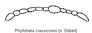 PHYLLOTRETA CRASSICORNIS