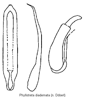 PHYLLOTRETA DIADEMATA