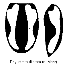 PHYLLOTRETA DILATATA