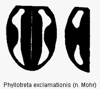 PHYLLOTRETA EXCLAMATIONIS