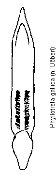 PHYLLOTRETA GALLICA