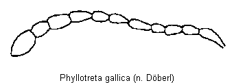 PHYLLOTRETA GALLICA