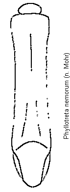 PHYLLOTRETA NEMORUM