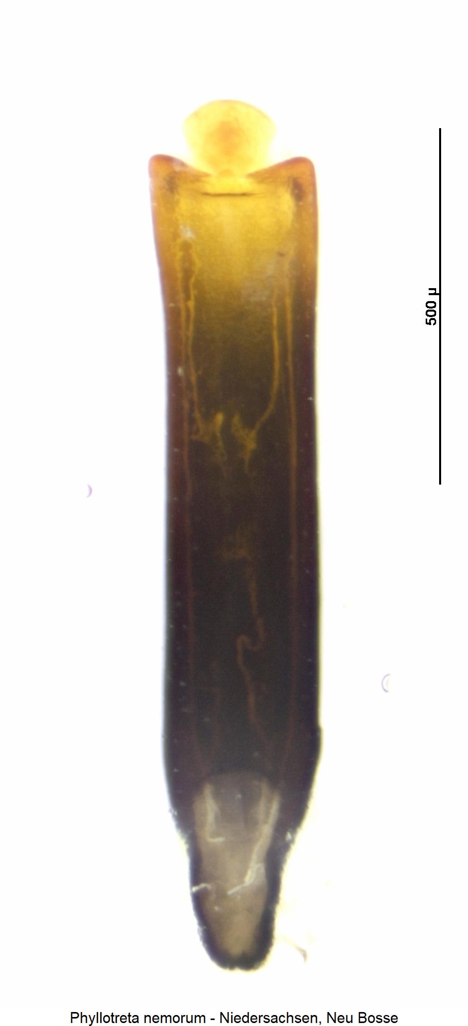 PHYLLOTRETA NEMORUM