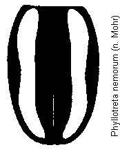 PHYLLOTRETA NEMORUM