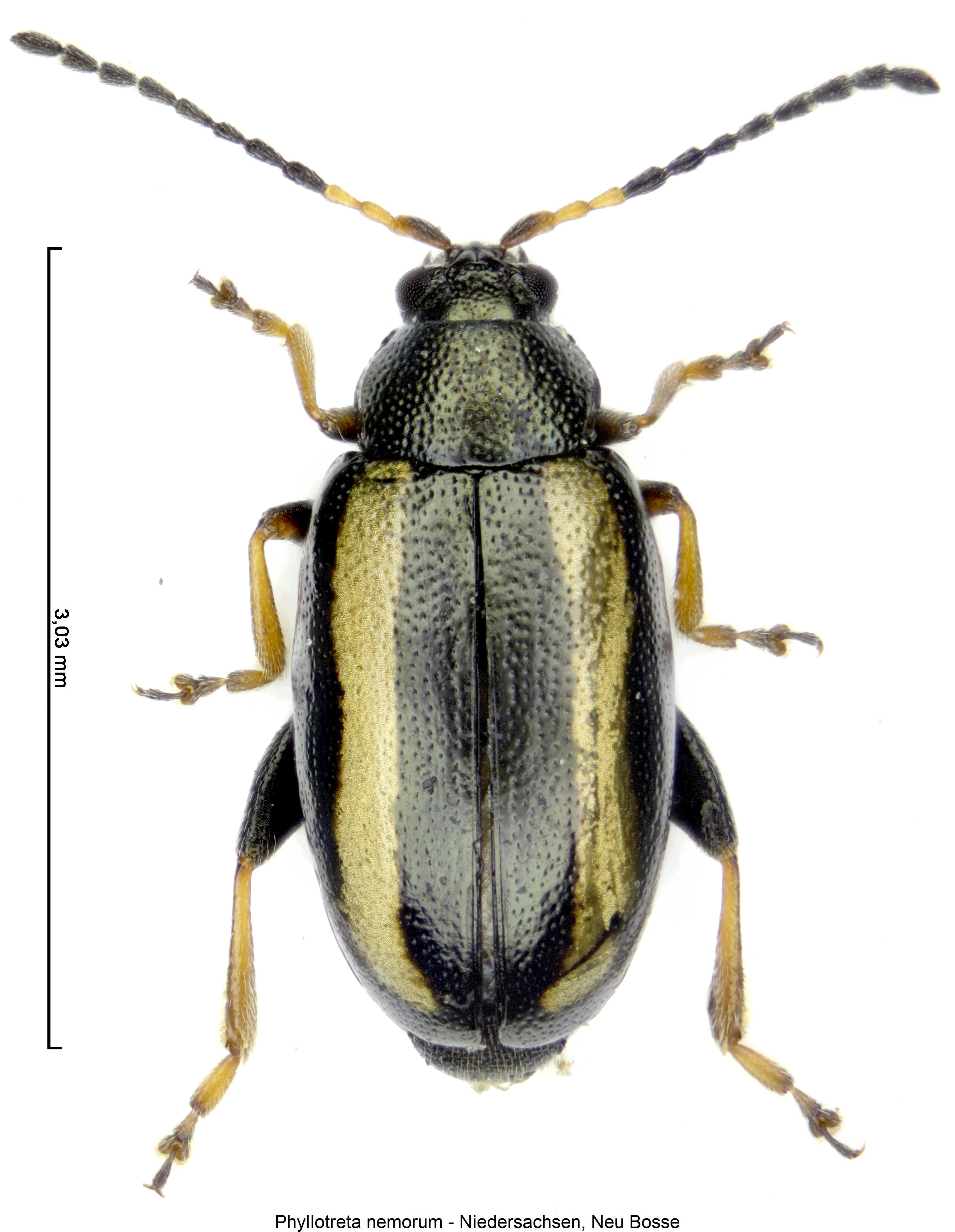 PHYLLOTRETA NEMORUM