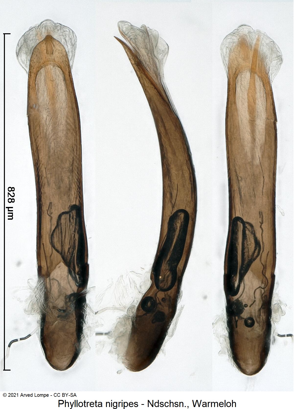PHYLLOTRETA NIGRIPES1