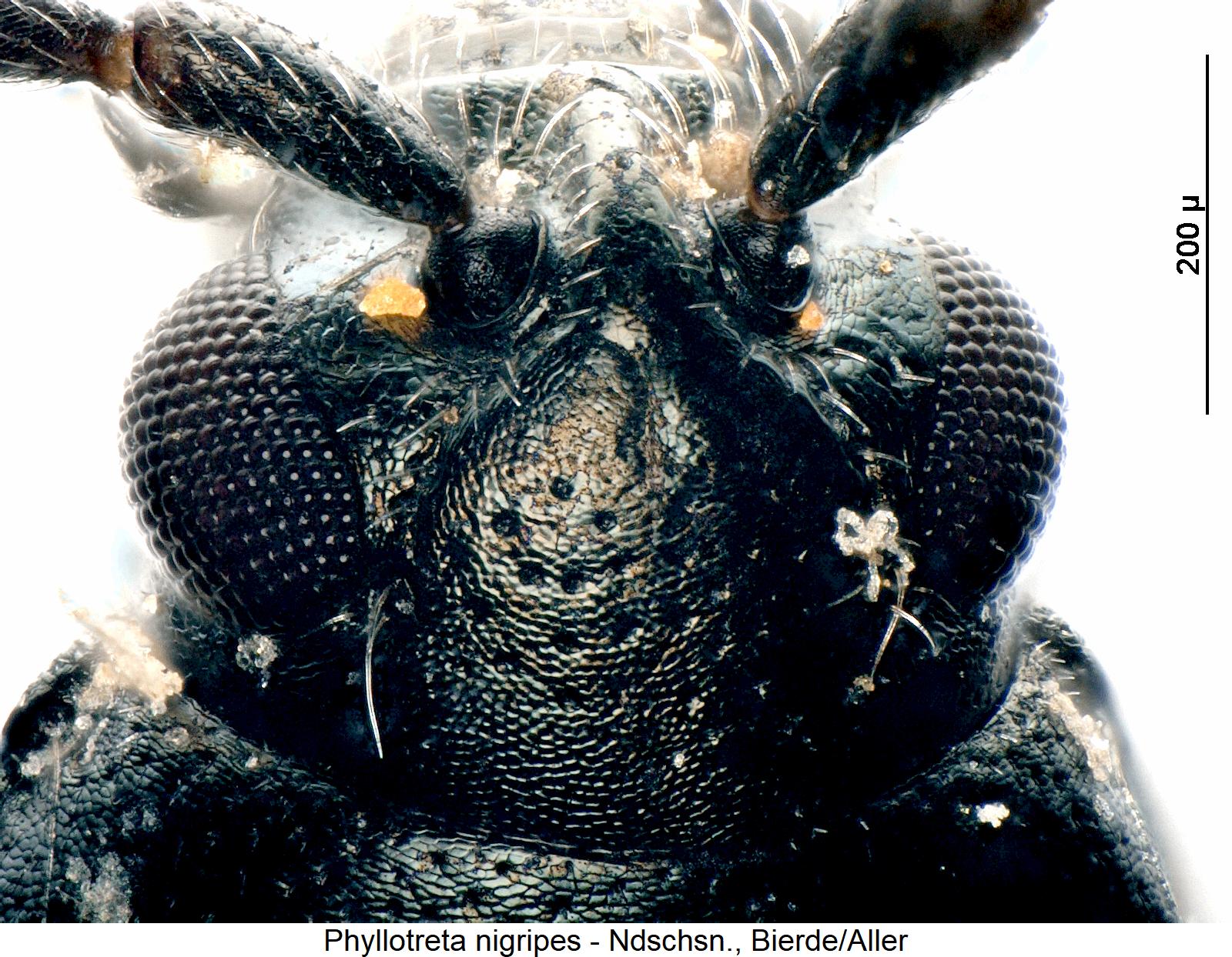 PHYLLOTRETA NIGRIPES
