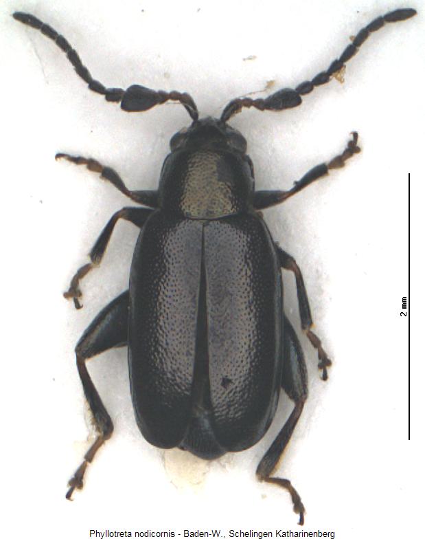PHYLLOTRETA NODICORNIS