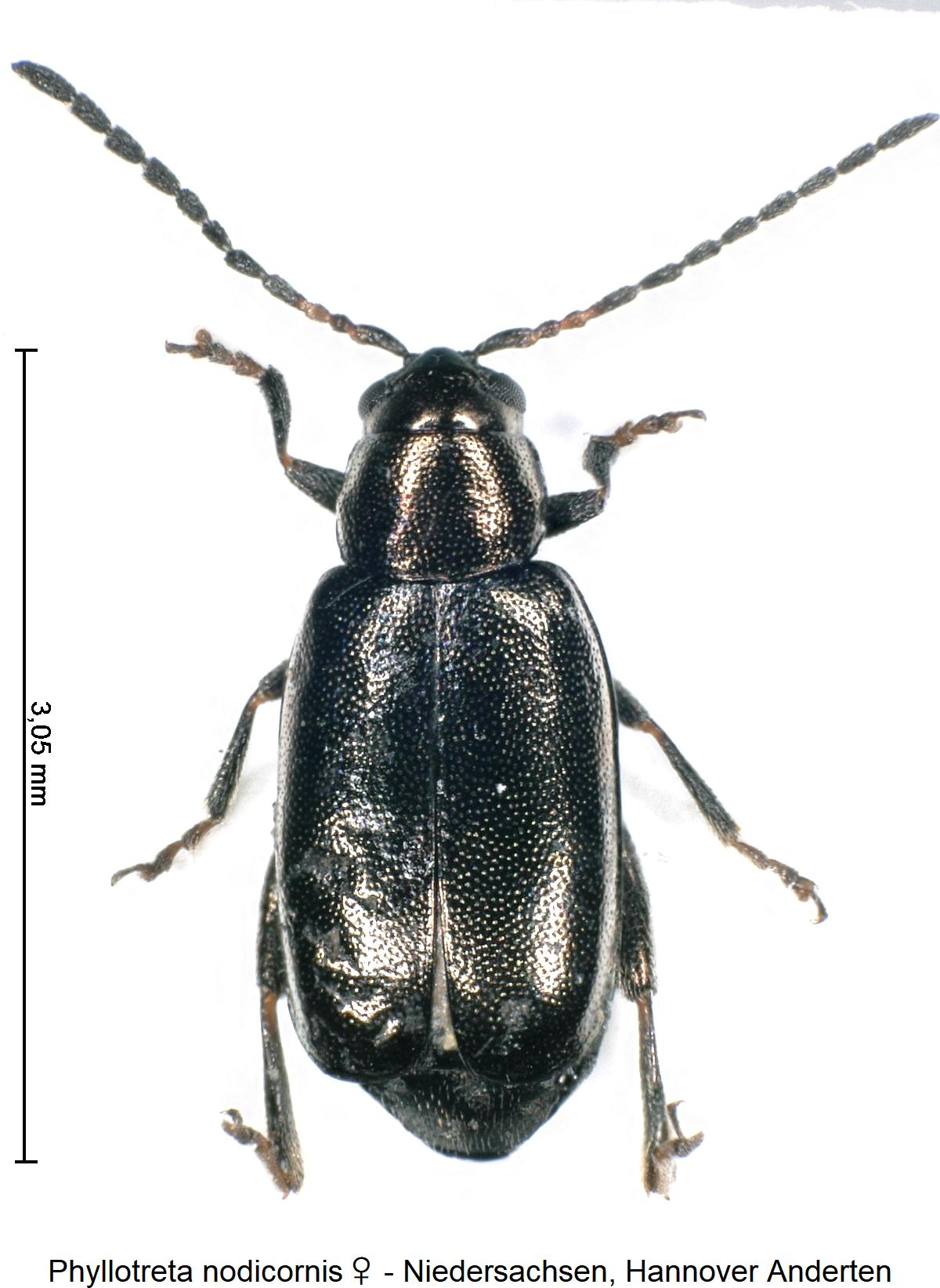 PHYLLOTRETA NODICORNIS