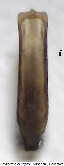 PHYLLOTRETA OCHRIPES