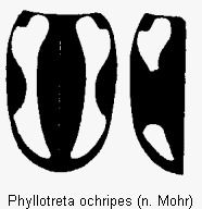 PHYLLOTRETA OCHRIPES
