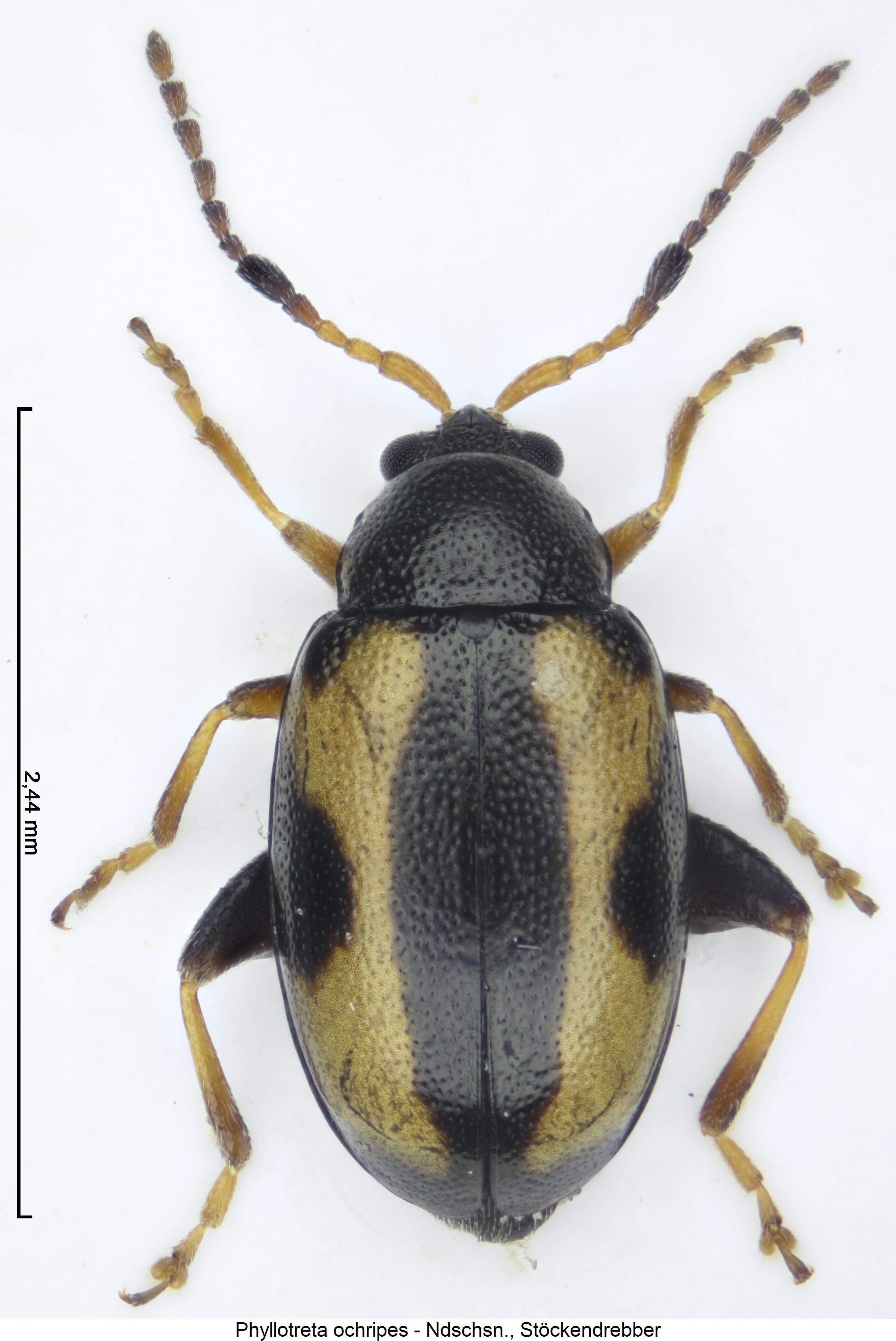 PHYLLOTRETA OCHRIPES