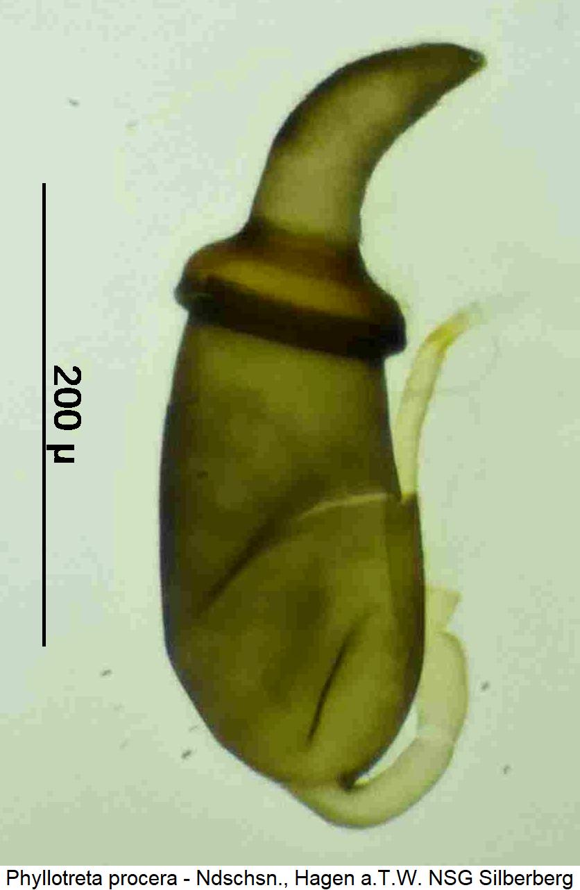PHYLLOTRETA PROCERA