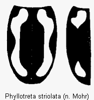 PHYLLOTRETA STRIOLATA