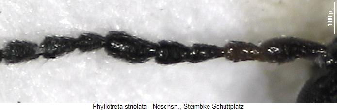 PHYLLOTRETA STRIOLATA