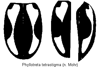 PHYLLOTRETA TETRASTIGMA