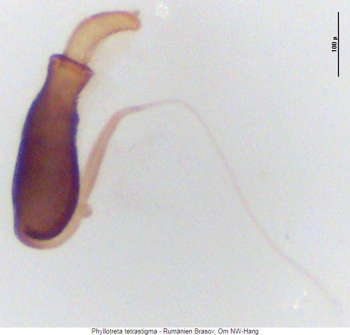 PHYLLOTRETA TETRASTIGMA
