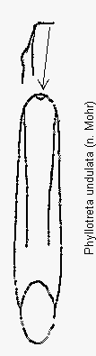 PHYLLOTRETA UNDULATA